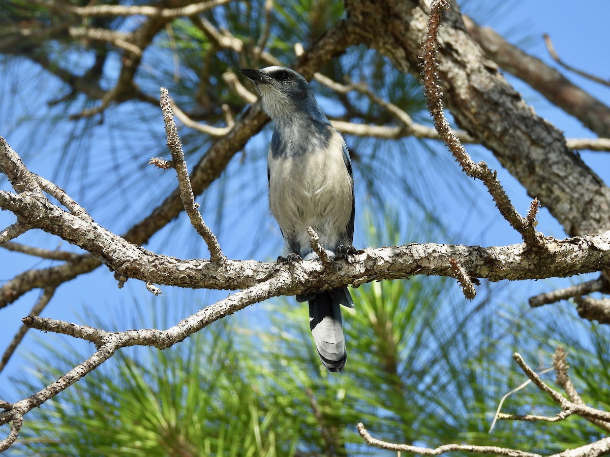 Florida Scrub-Jay - ML642070843