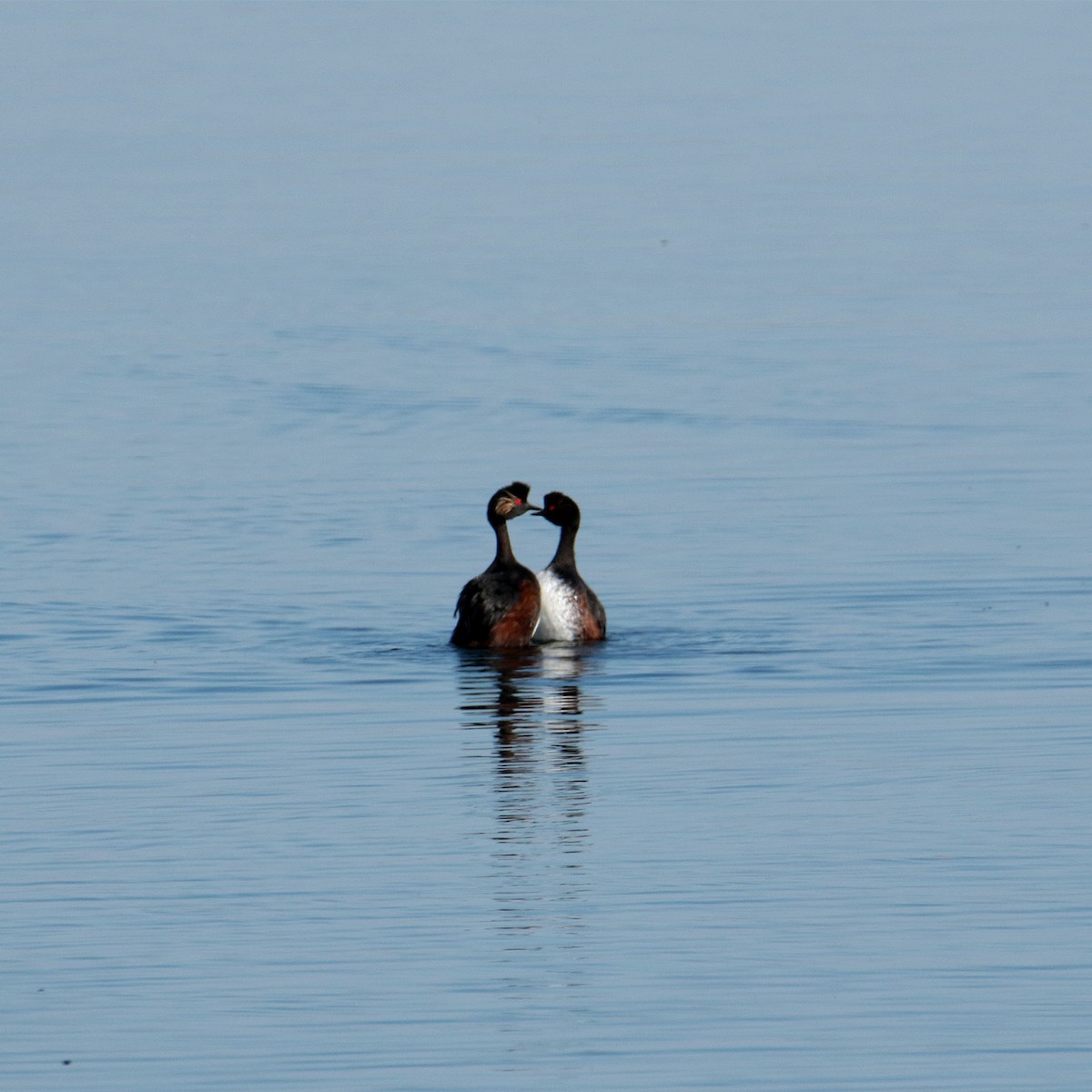 Eared Grebe - ML642070863