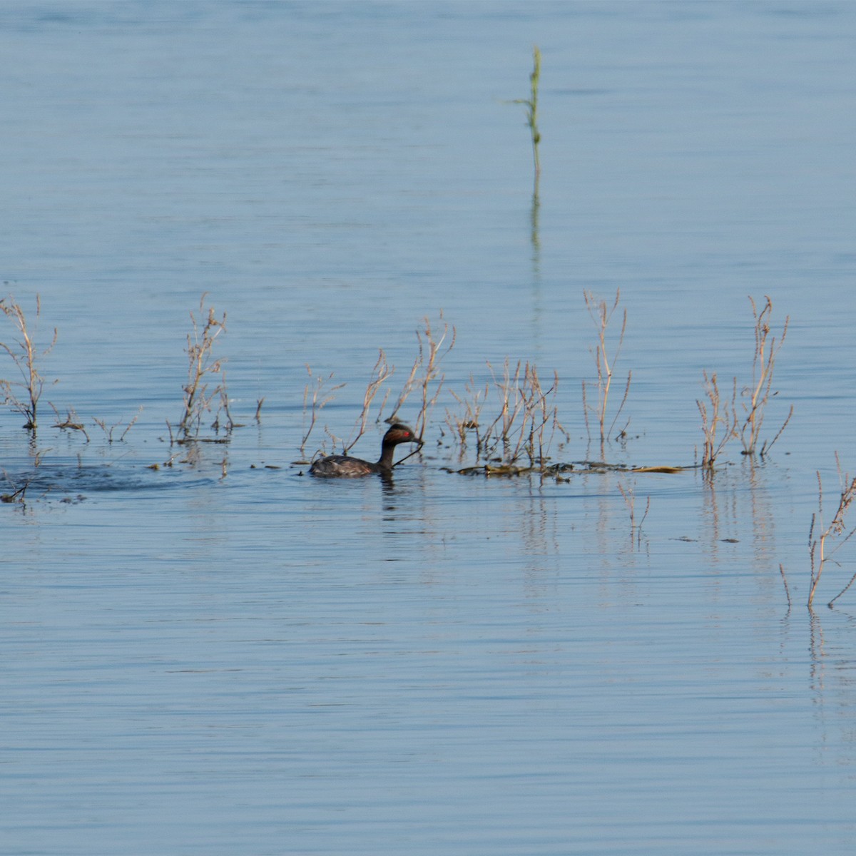 Eared Grebe - ML642070864