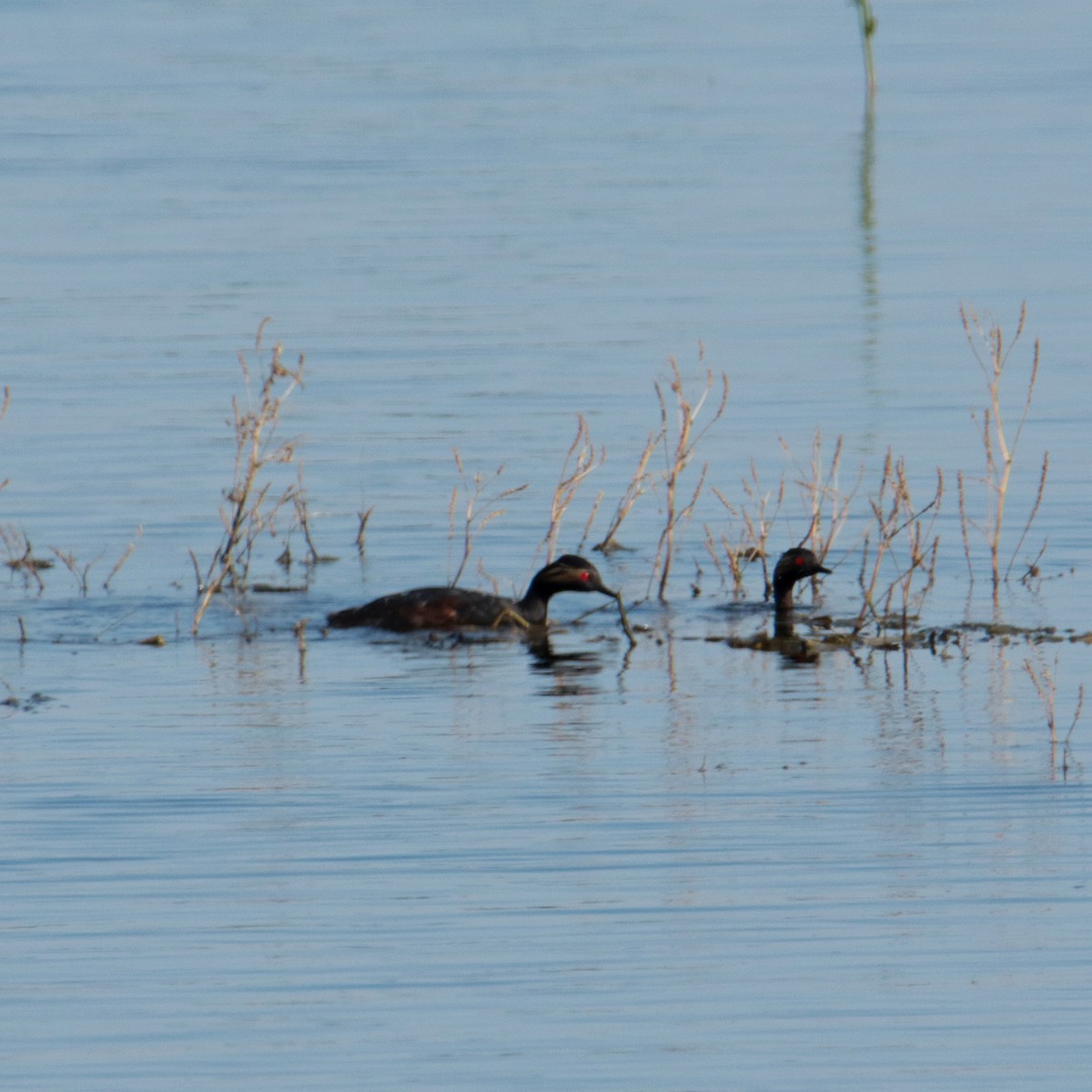 Eared Grebe - ML642070866