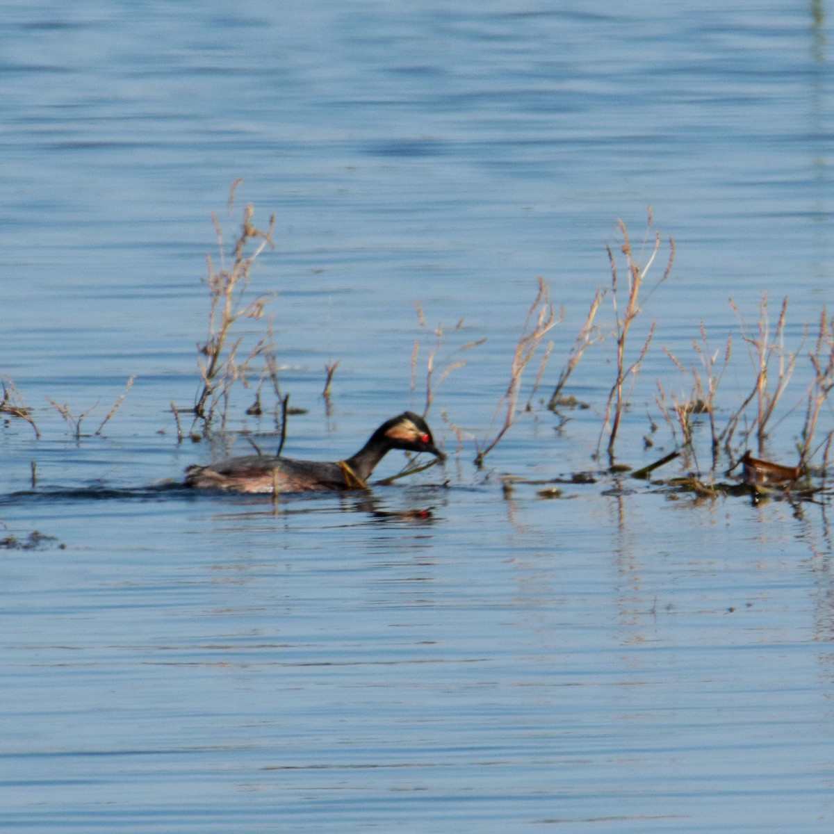 Eared Grebe - ML642070867