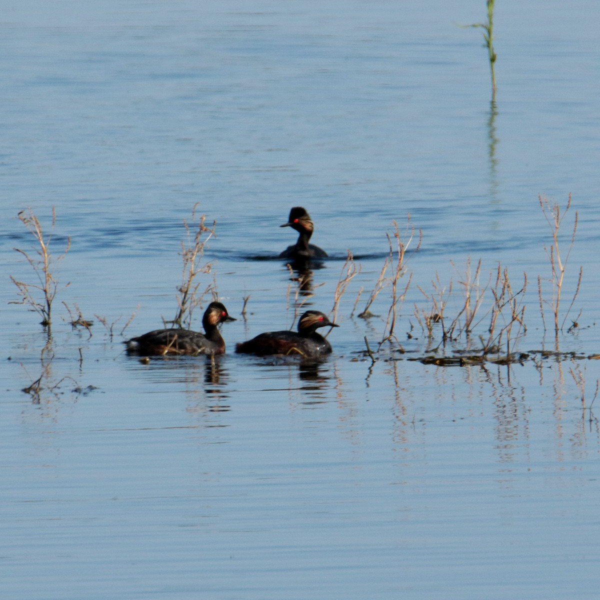 Eared Grebe - ML642070869