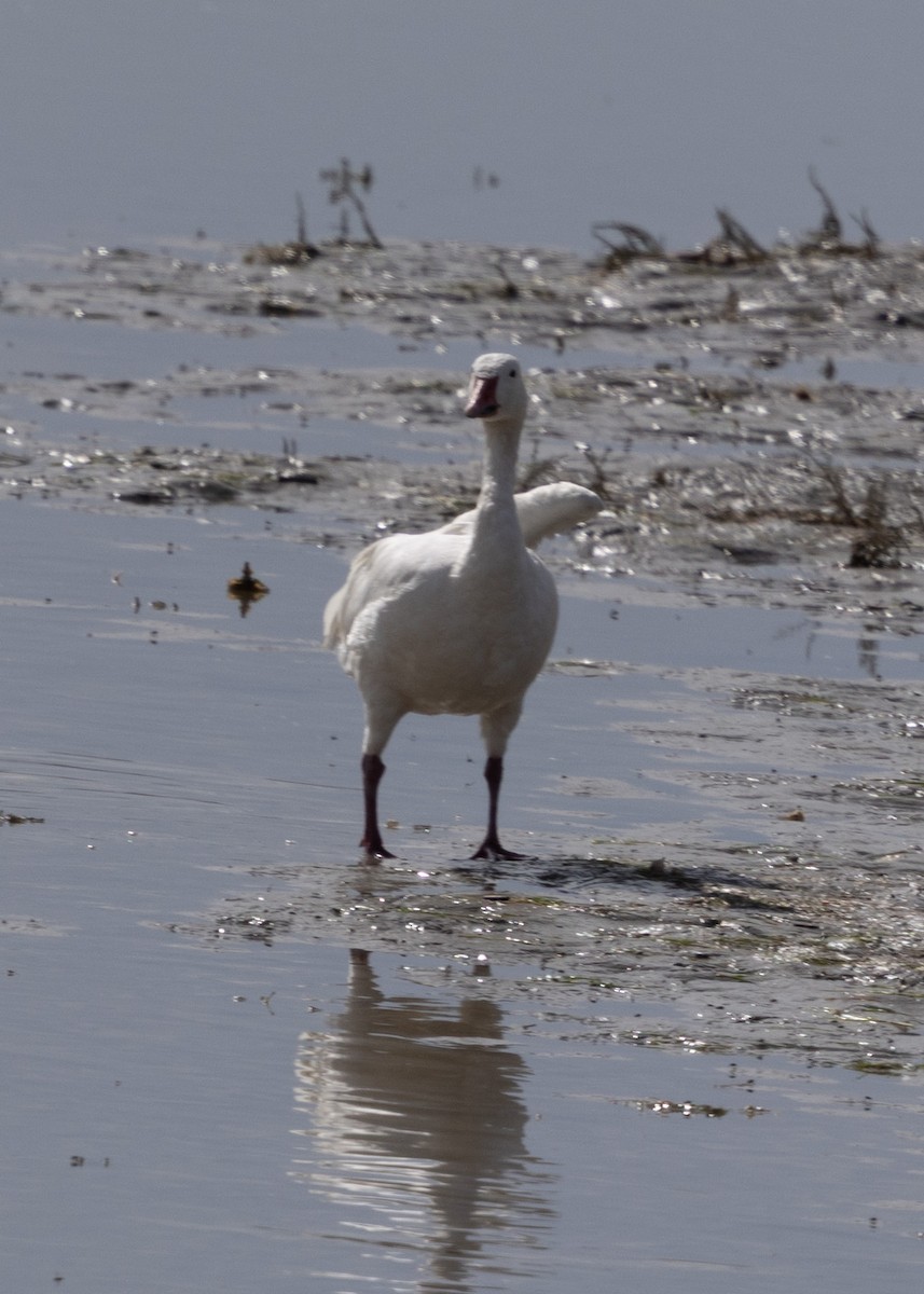 Snow Goose - ML642070915