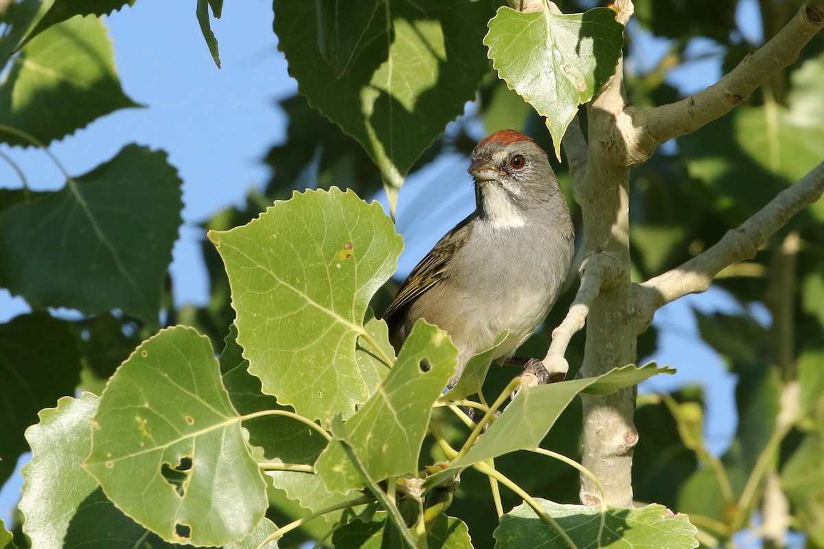 Green-tailed Towhee - ML642070919