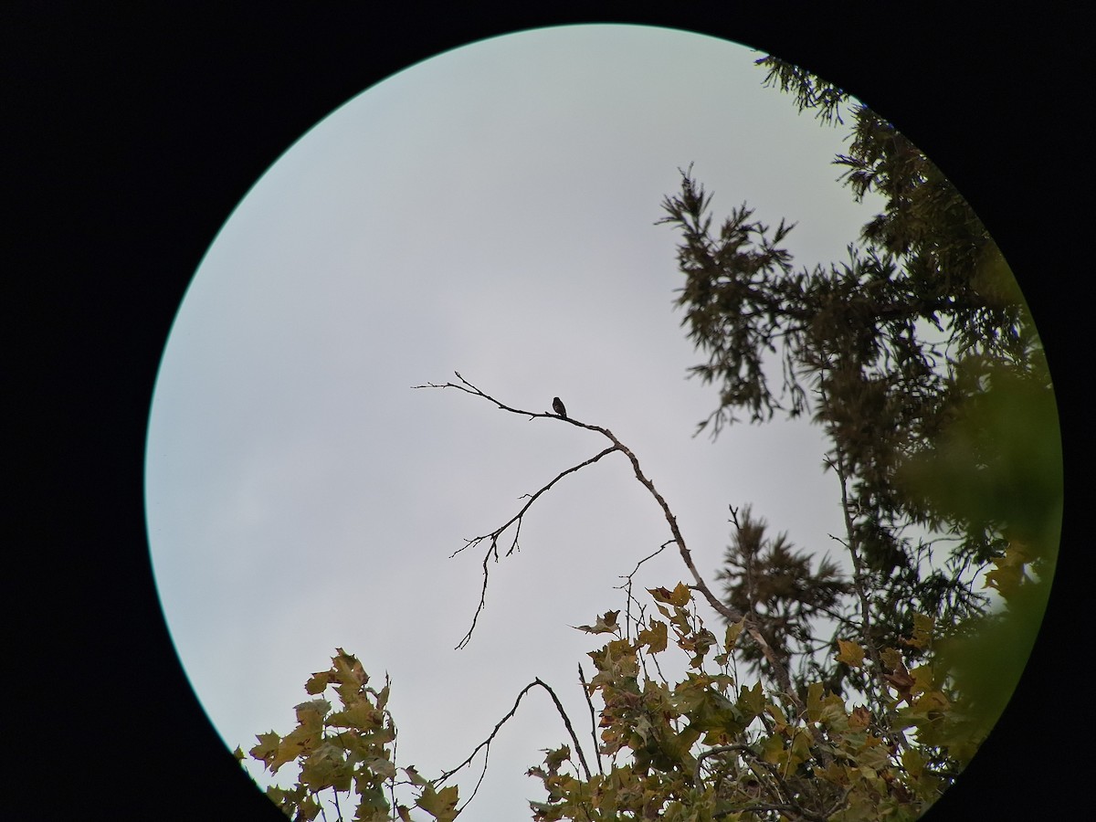 Dark-sided Flycatcher - ML642070934