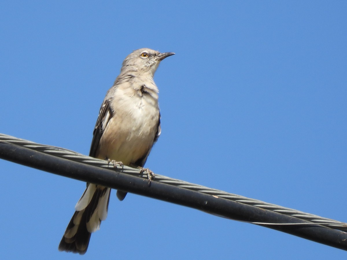 Northern Mockingbird - ML642070956