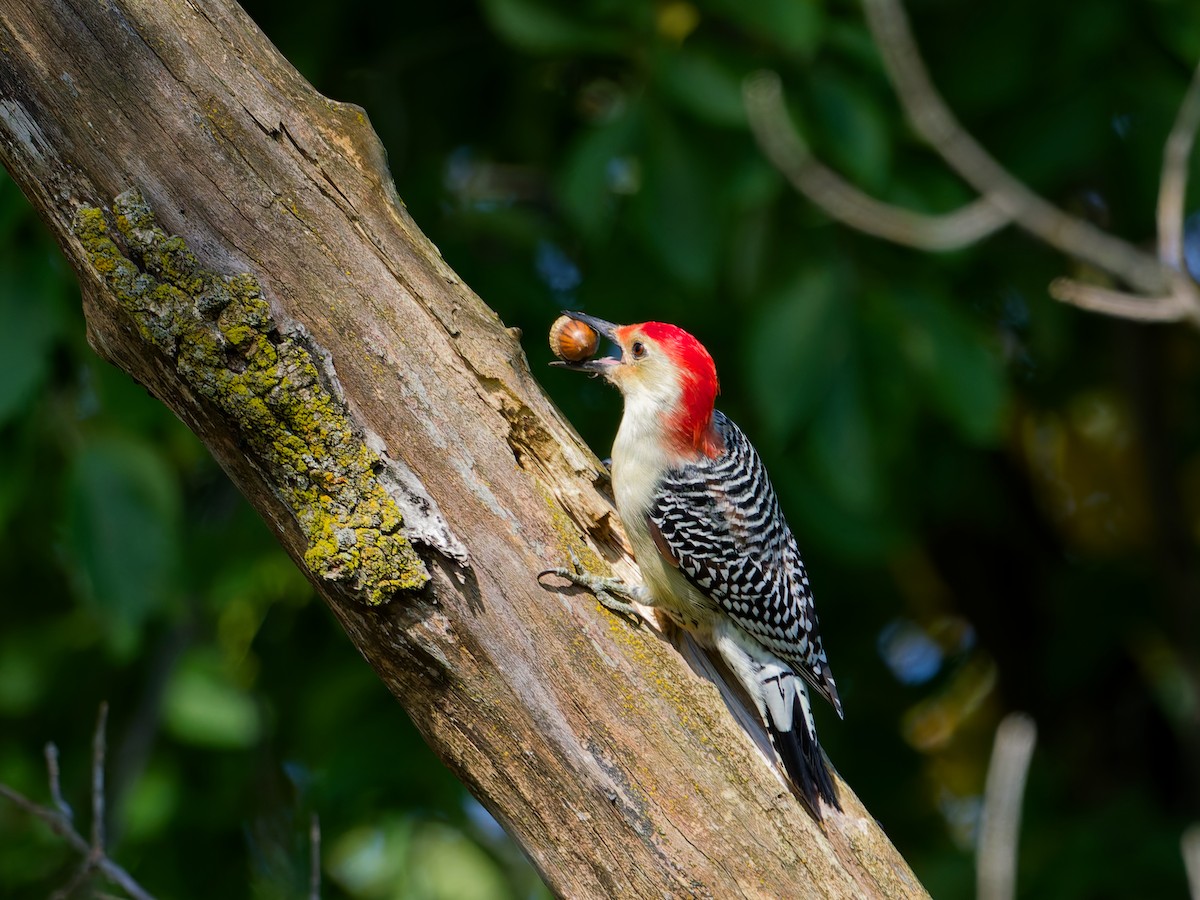 Red-bellied Woodpecker - ML642070964
