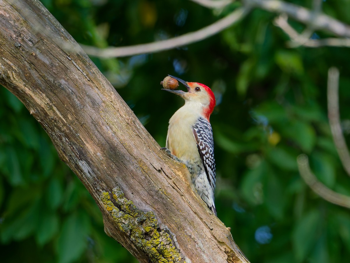 Red-bellied Woodpecker - ML642070965