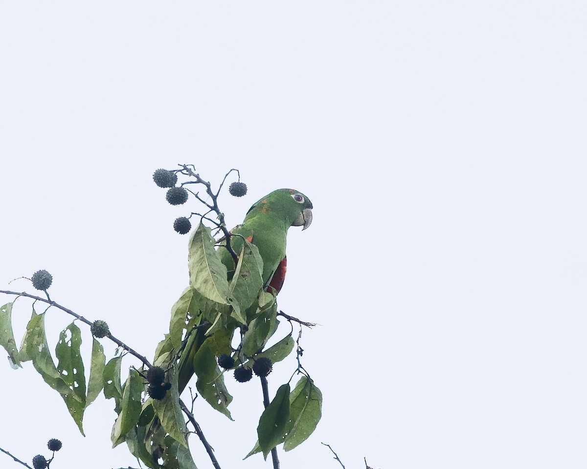 White-eyed Parakeet - ML642070980