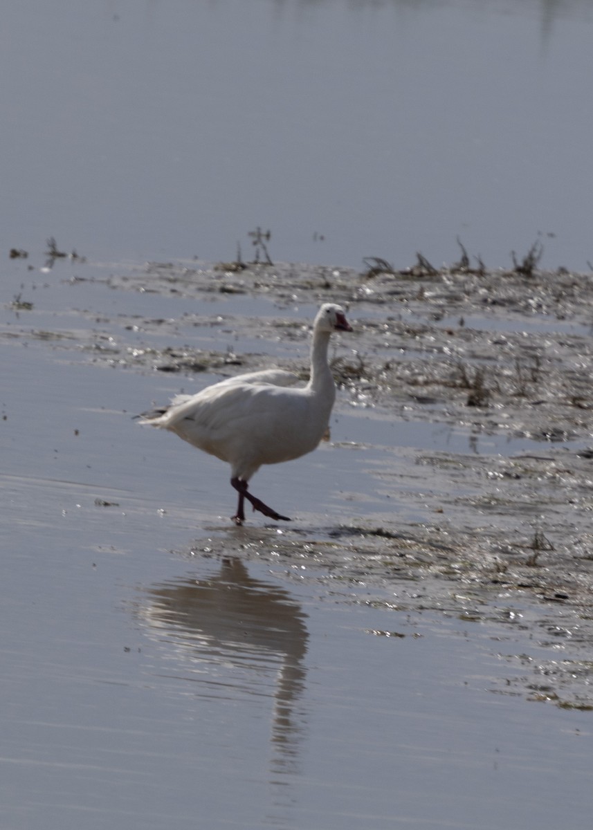 Snow Goose - ML642070993