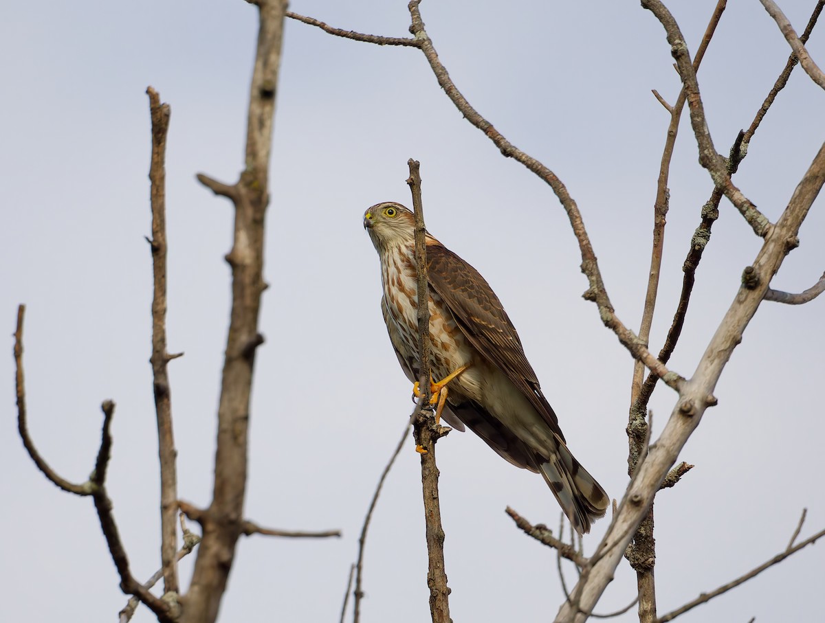 Sharp-shinned Hawk - ML642070995