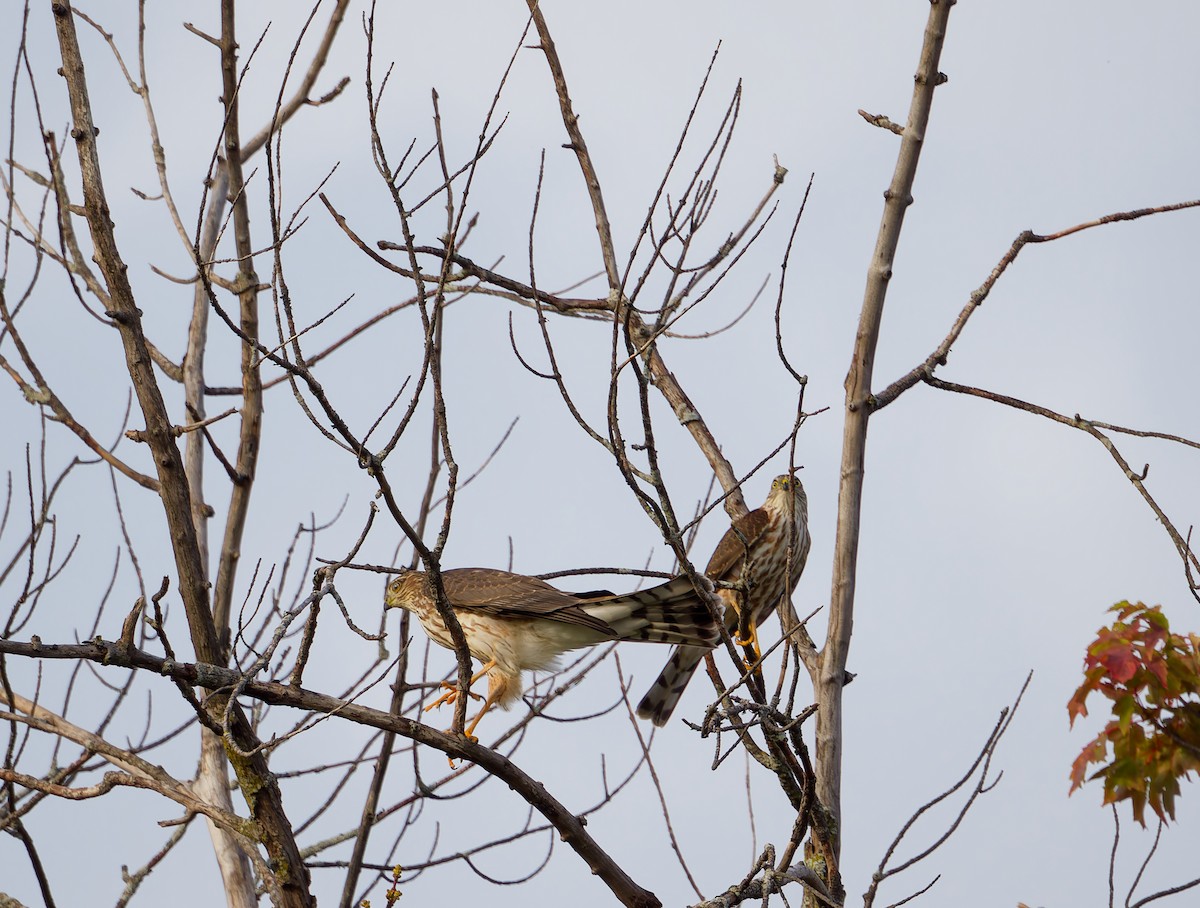Sharp-shinned Hawk - ML642070996