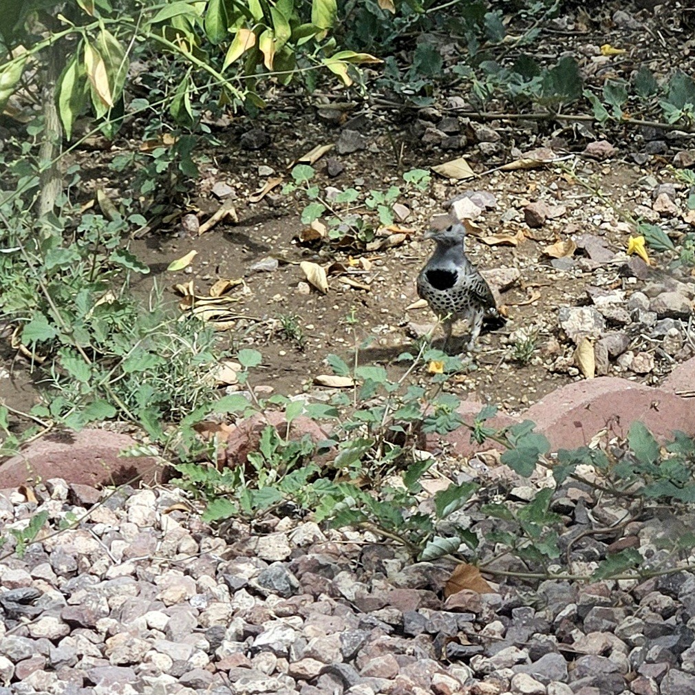 Gilded Flicker - ML642071010