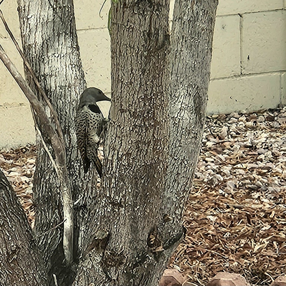 Gilded Flicker - ML642071011