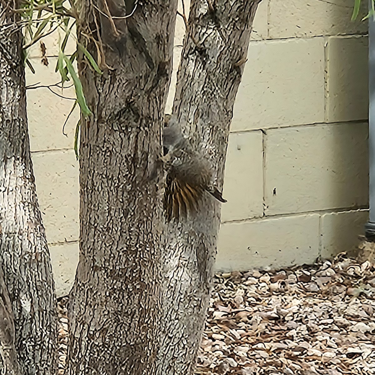 Gilded Flicker - ML642071012