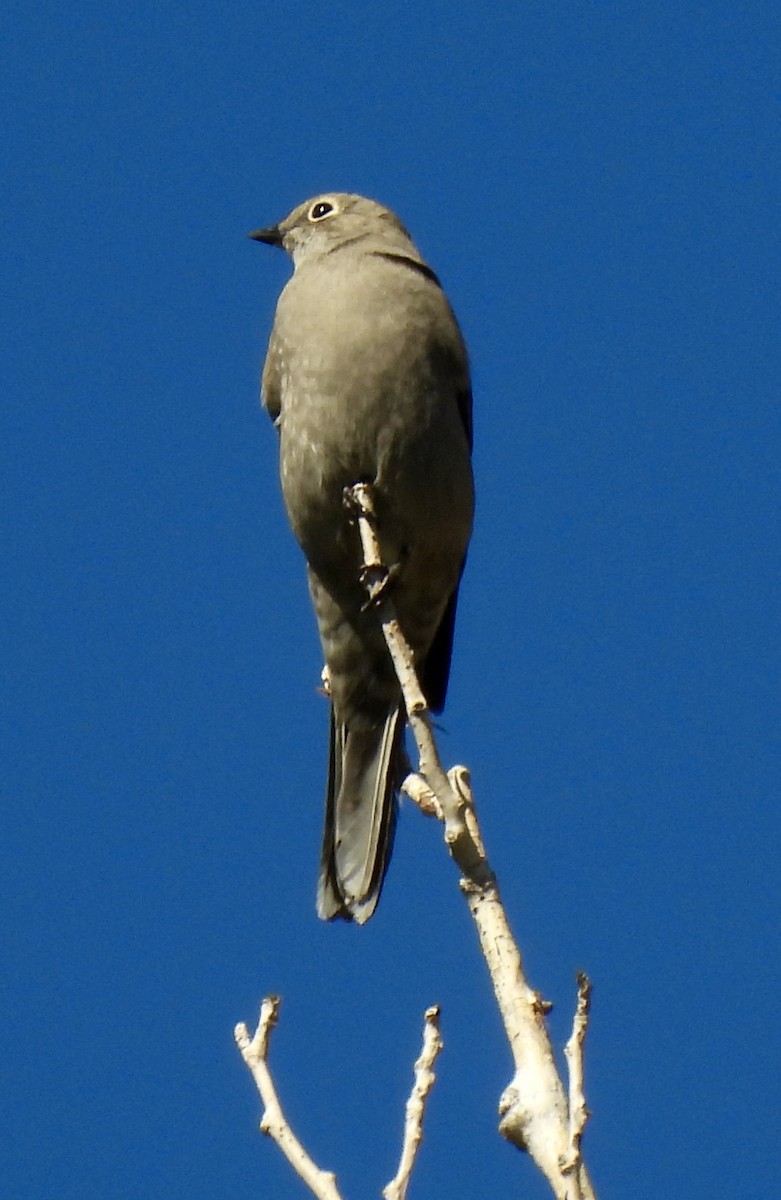 Townsend's Solitaire - ML642071029