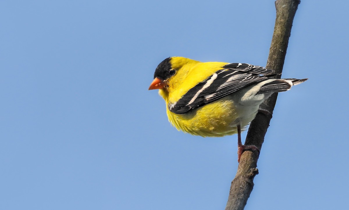 gulstillits - ML642071031