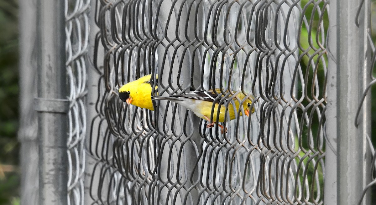 gulstillits - ML642071032