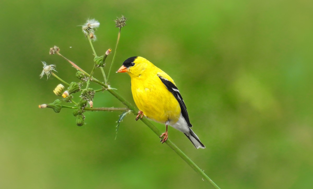 gulstillits - ML642071033