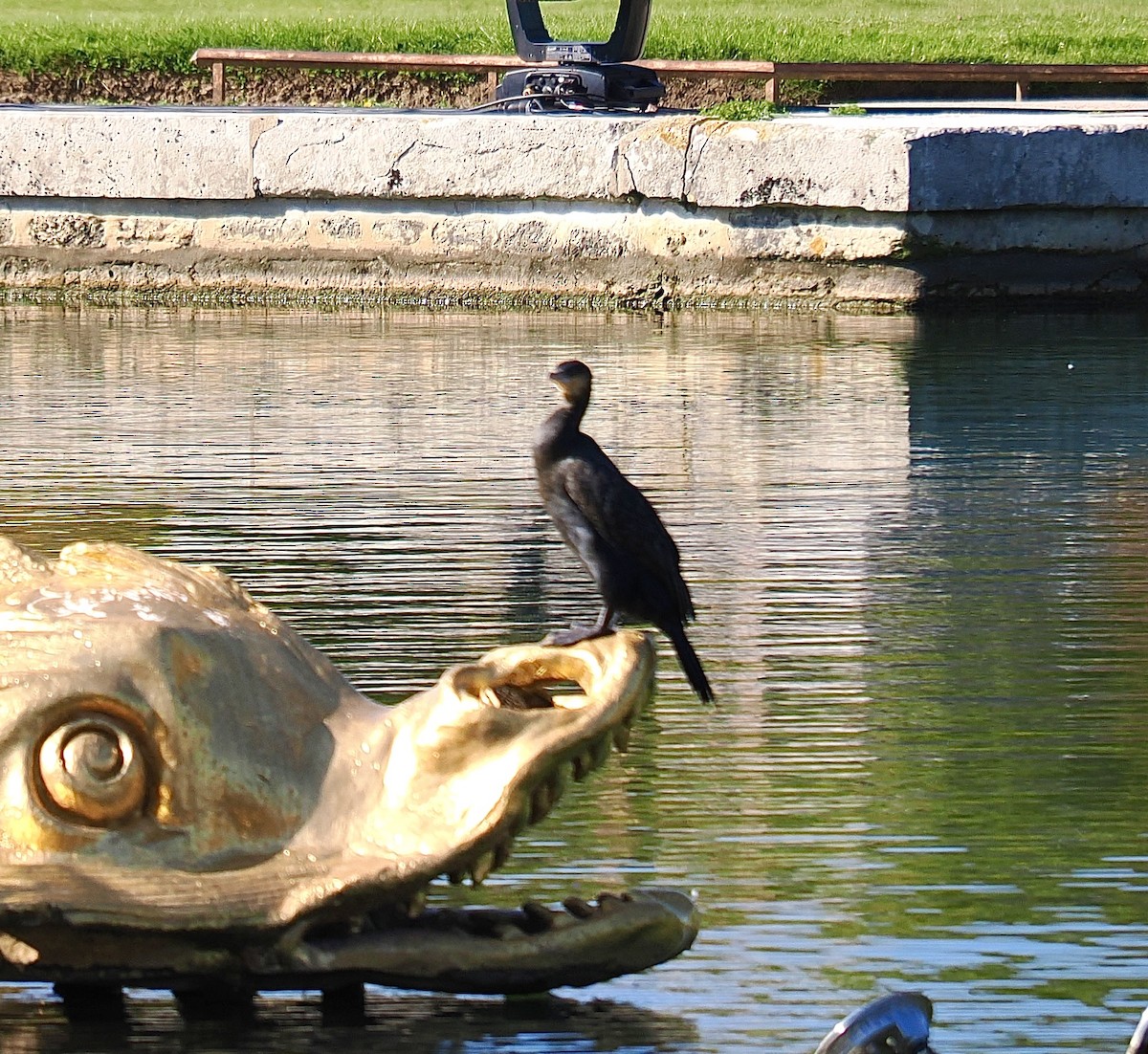 Great Cormorant - ML642071103