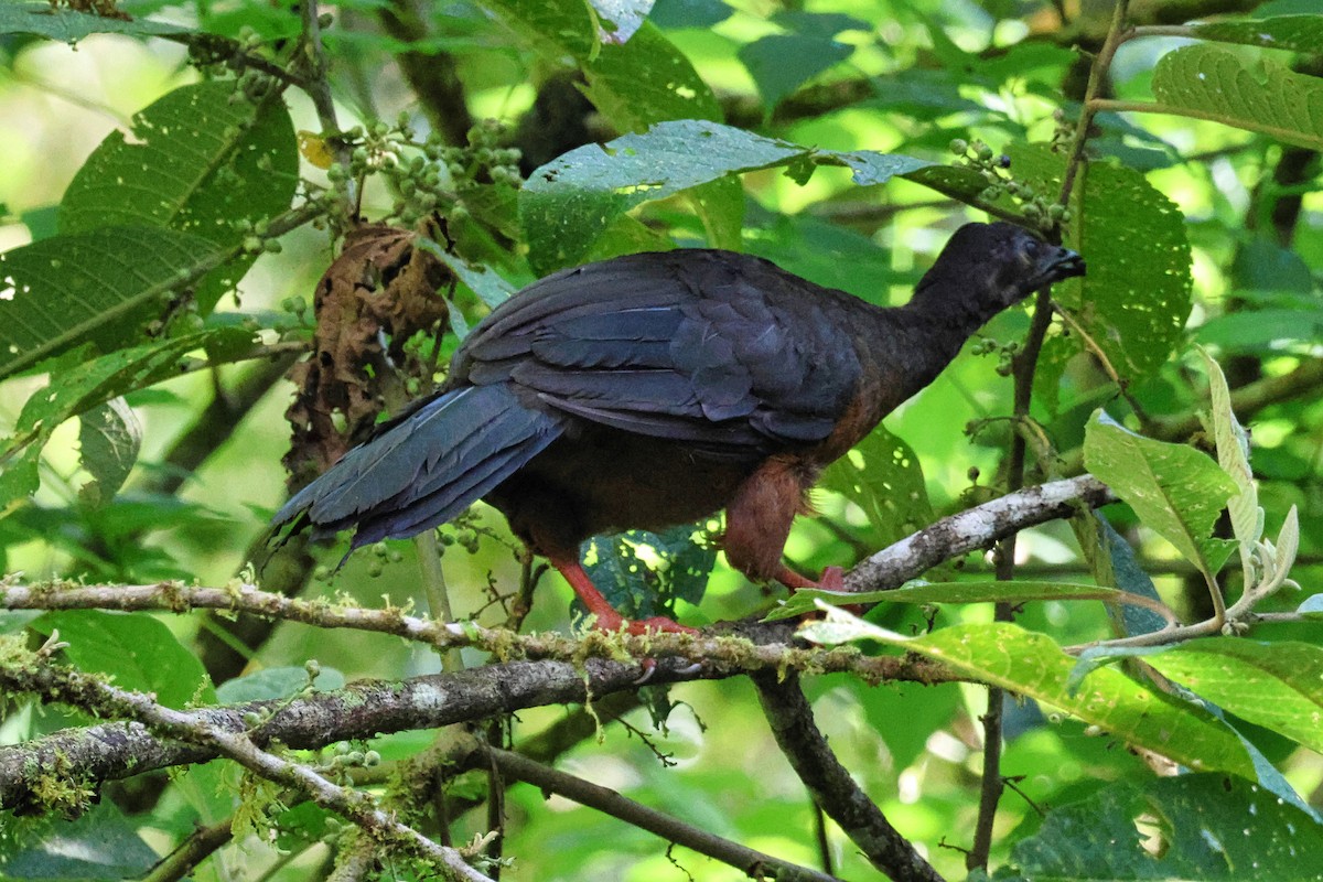 Sickle-winged Guan - ML642071116