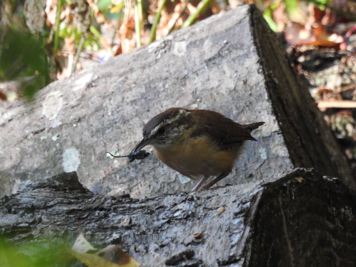 Carolina Wren - ML642071121
