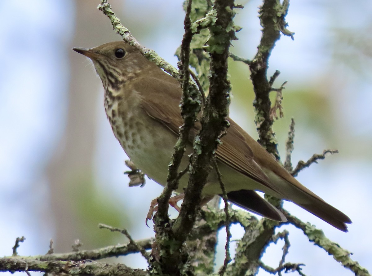 Gray-cheeked Thrush - ML642071122