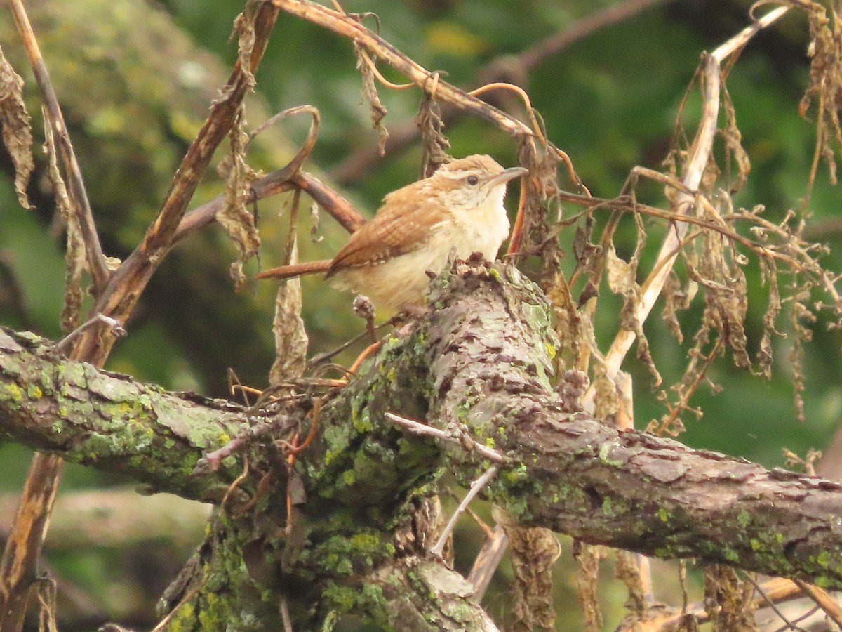 Carolina Wren - ML642071128