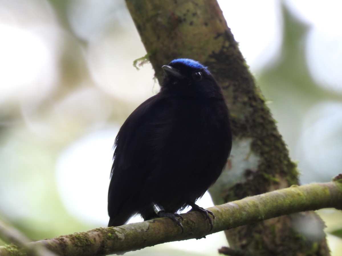 Velvety Manakin - ML642071129