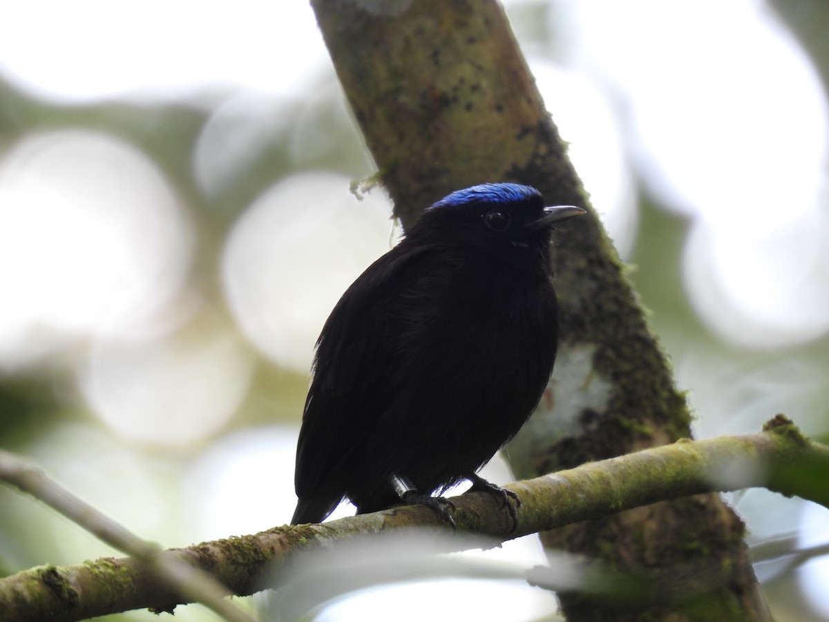Velvety Manakin - ML642071131