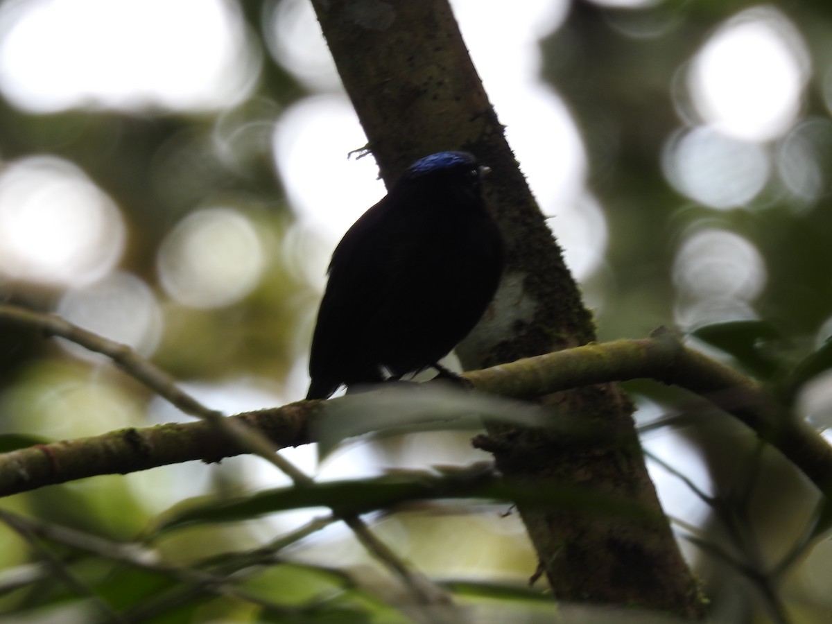 Velvety Manakin - ML642071132