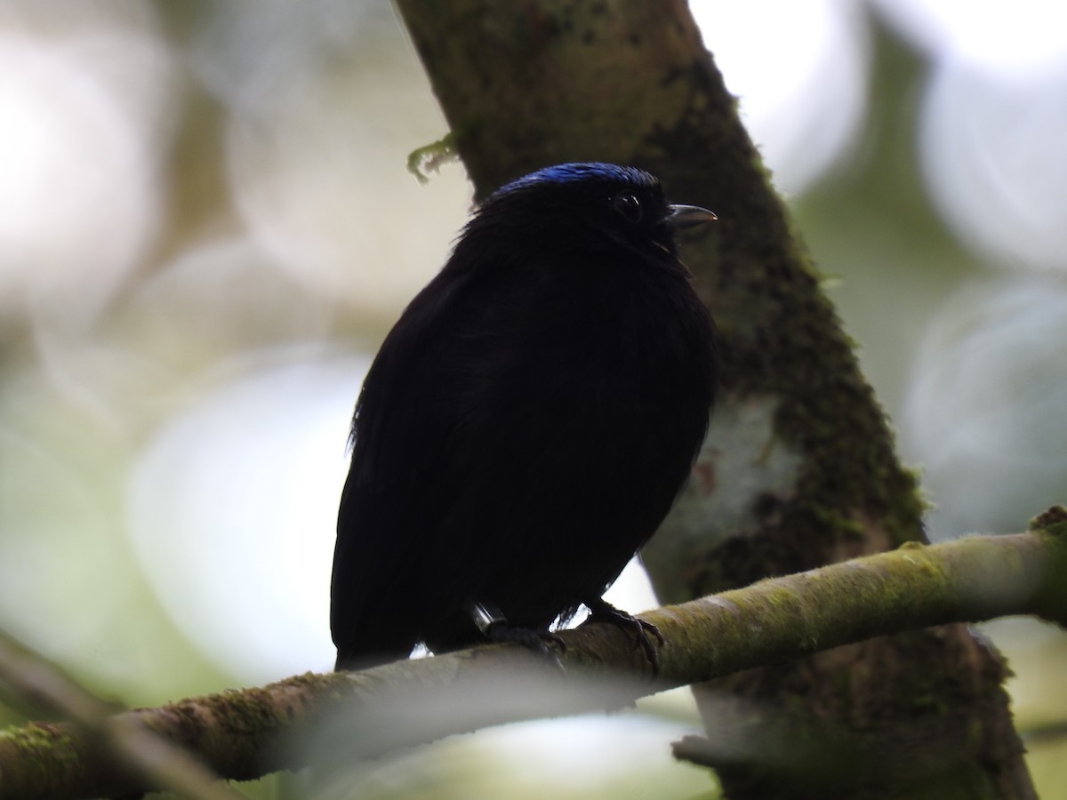Velvety Manakin - ML642071133