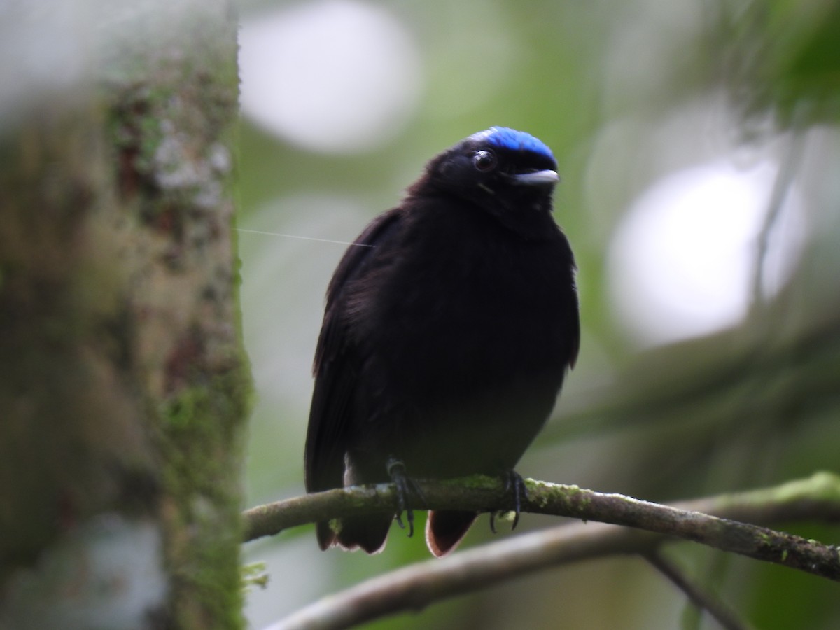 Velvety Manakin - ML642071134