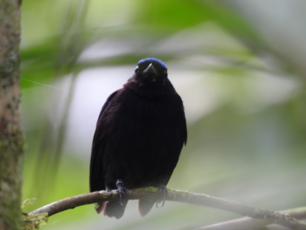 Velvety Manakin - ML642071136