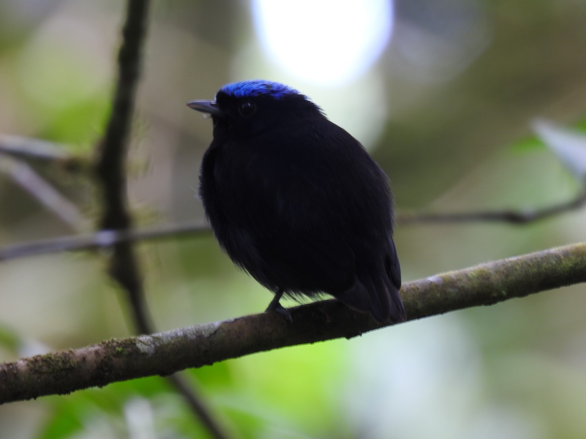 Velvety Manakin - ML642071137