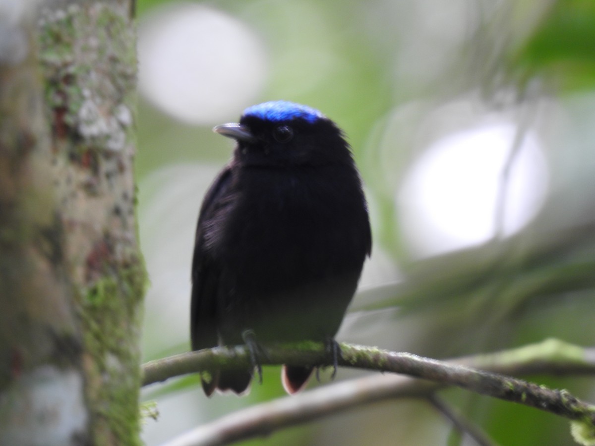 Velvety Manakin - ML642071139