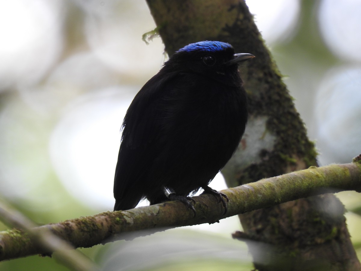 Velvety Manakin - ML642071140