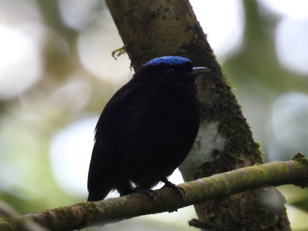 Velvety Manakin - ML642071141