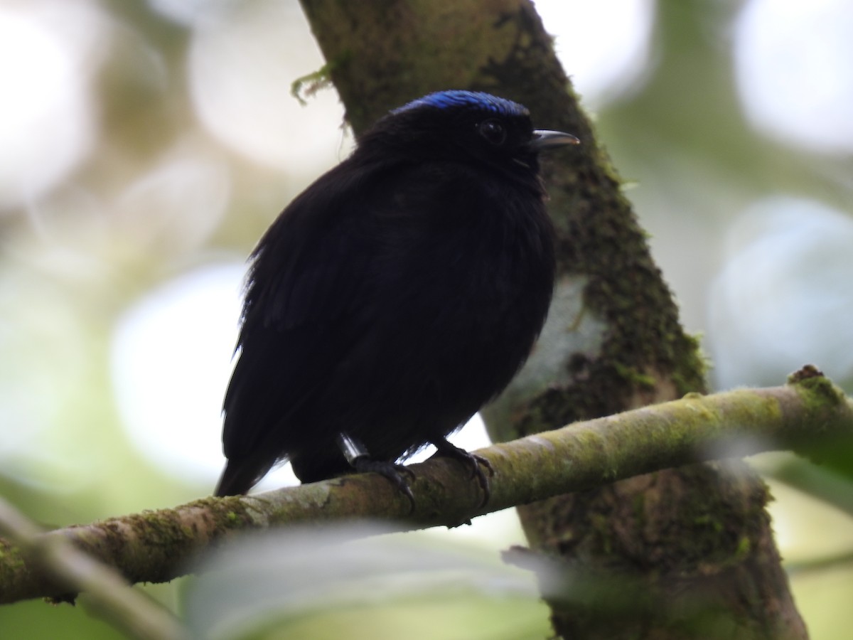 Velvety Manakin - ML642071142
