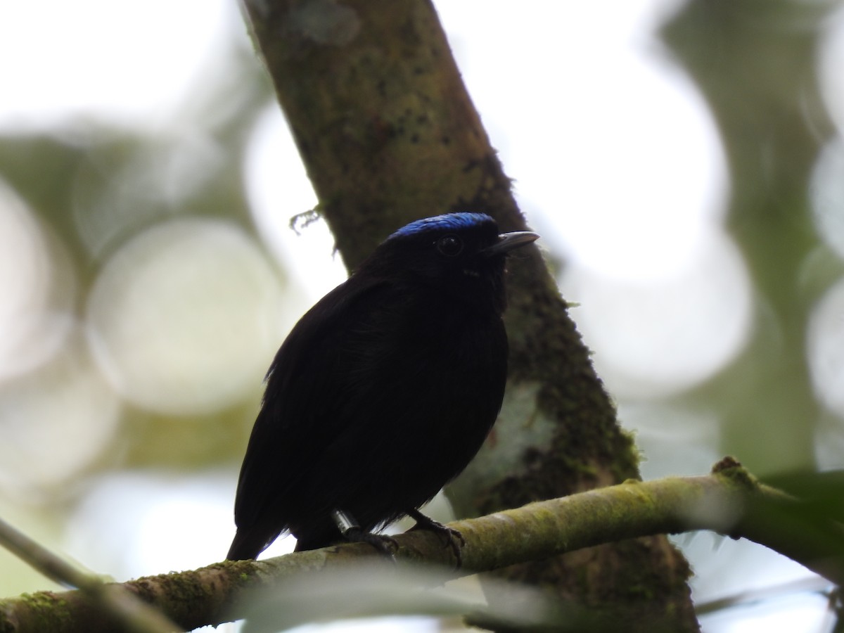 Velvety Manakin - ML642071143