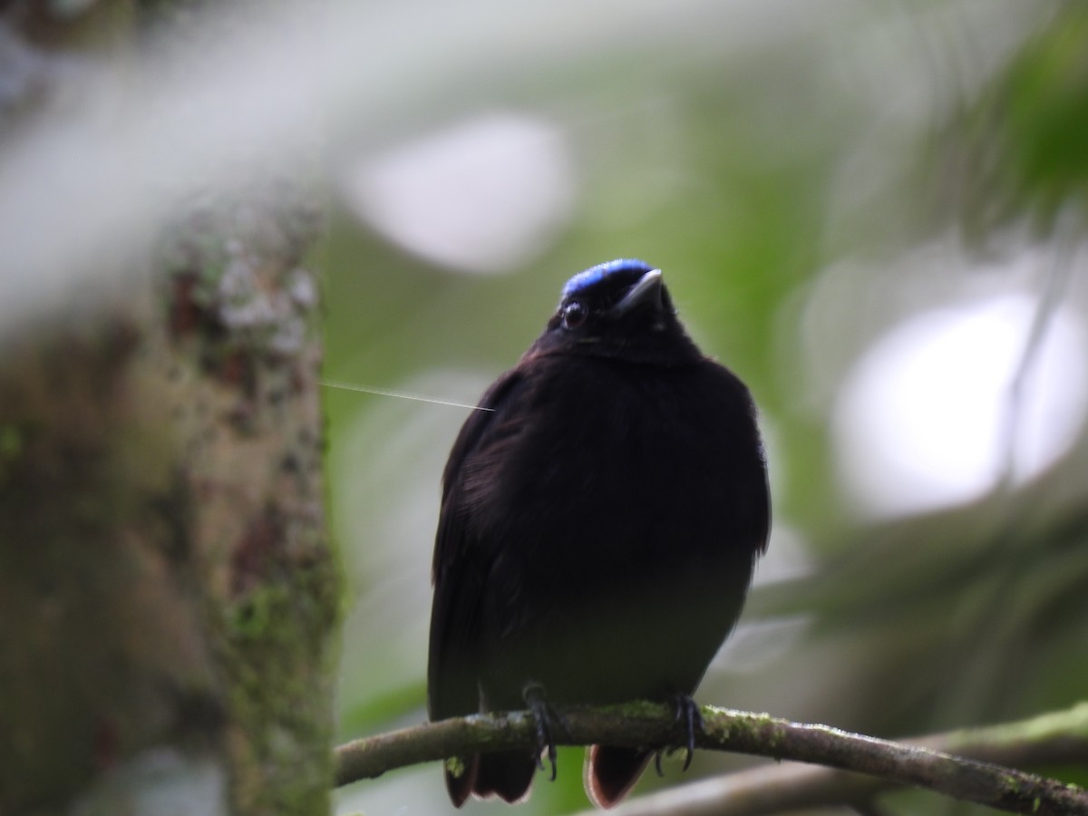 Velvety Manakin - ML642071144