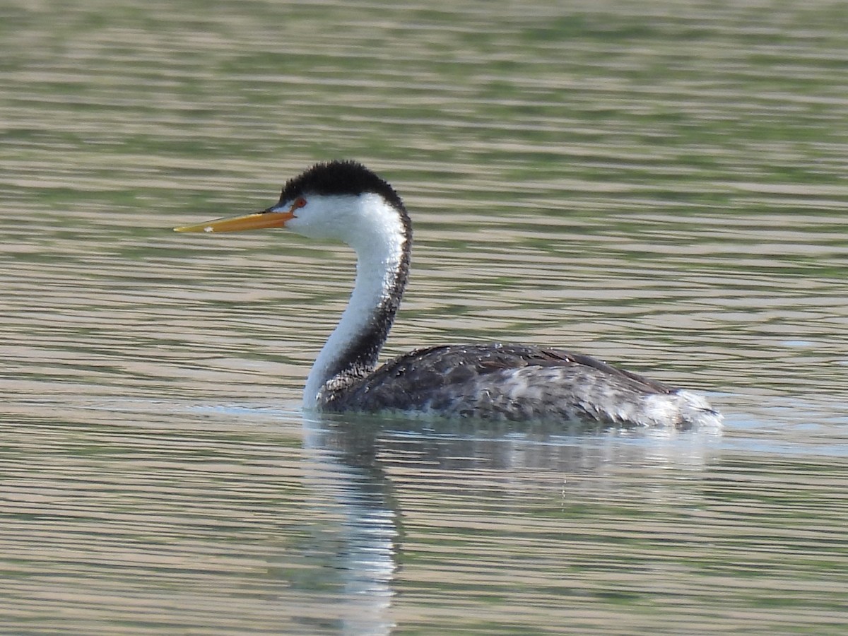 Clark's Grebe - ML642071145