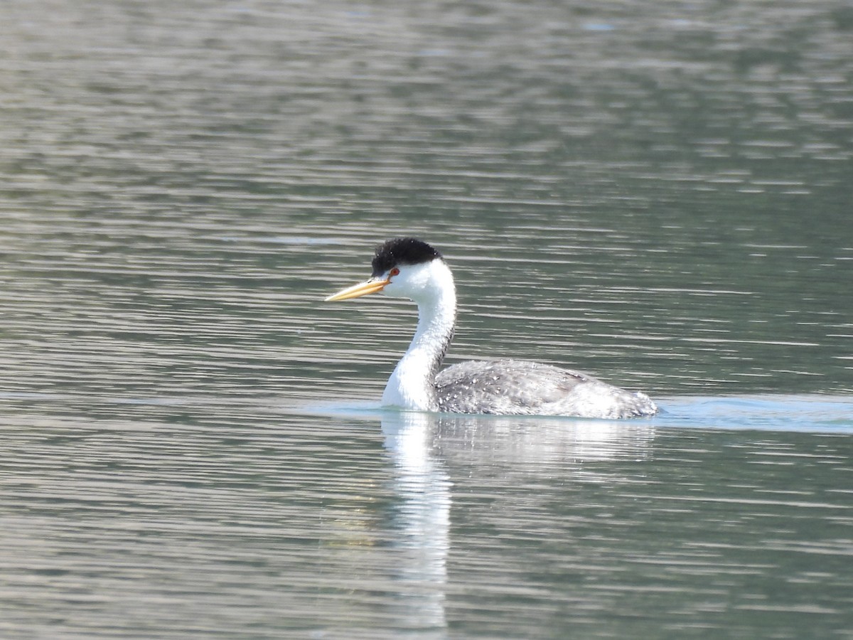 Clark's Grebe - ML642071146