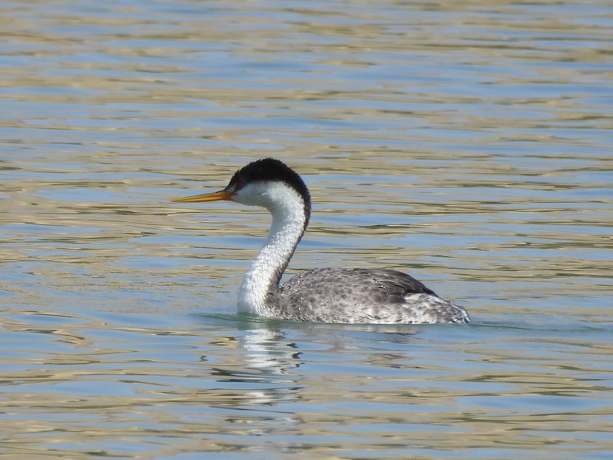 Clark's Grebe - ML642071147