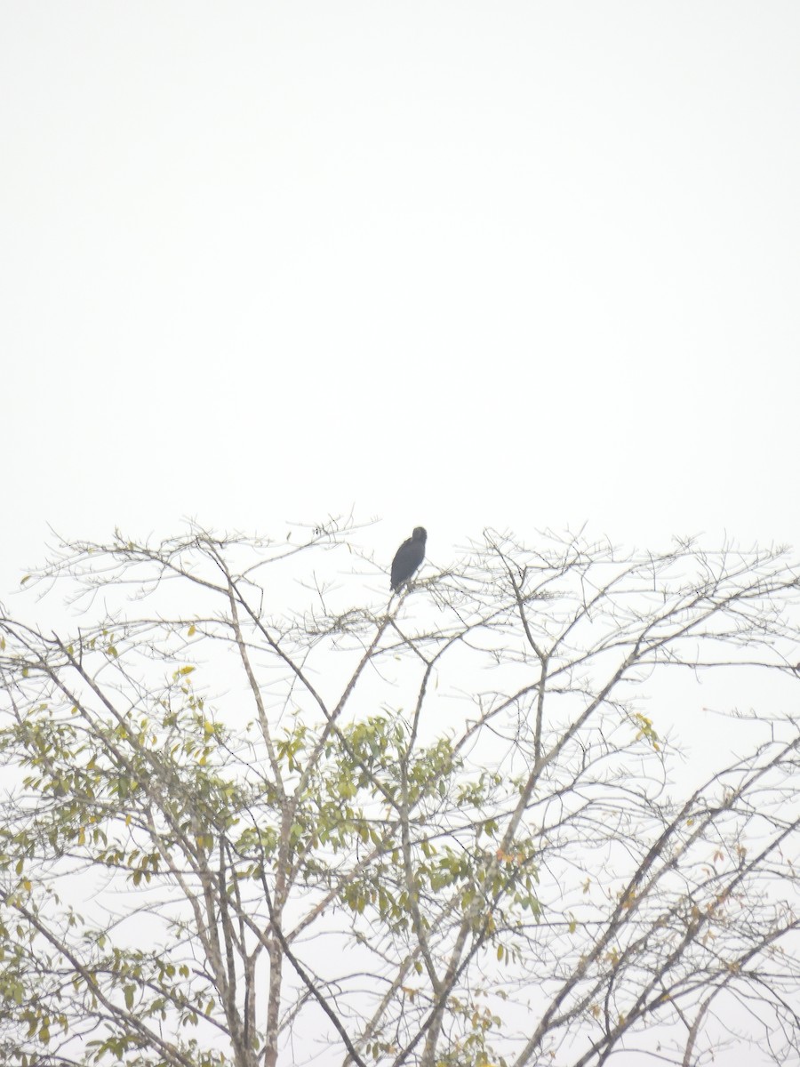 Black Vulture - ML642071152