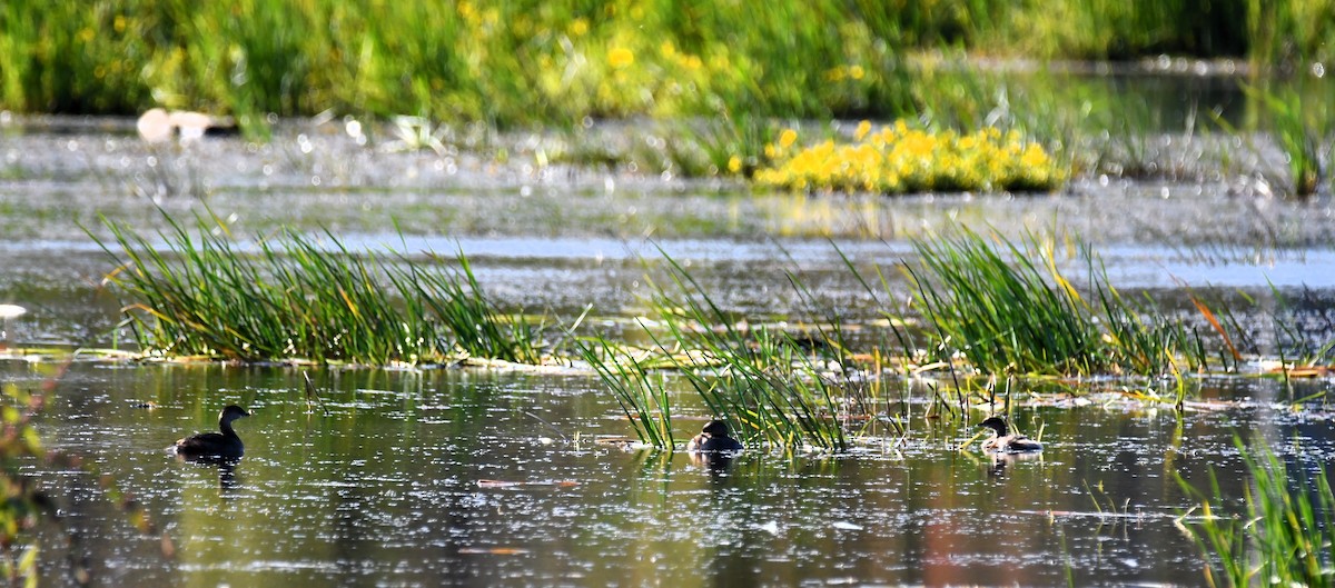 Pied-billed Grebe - ML642071158