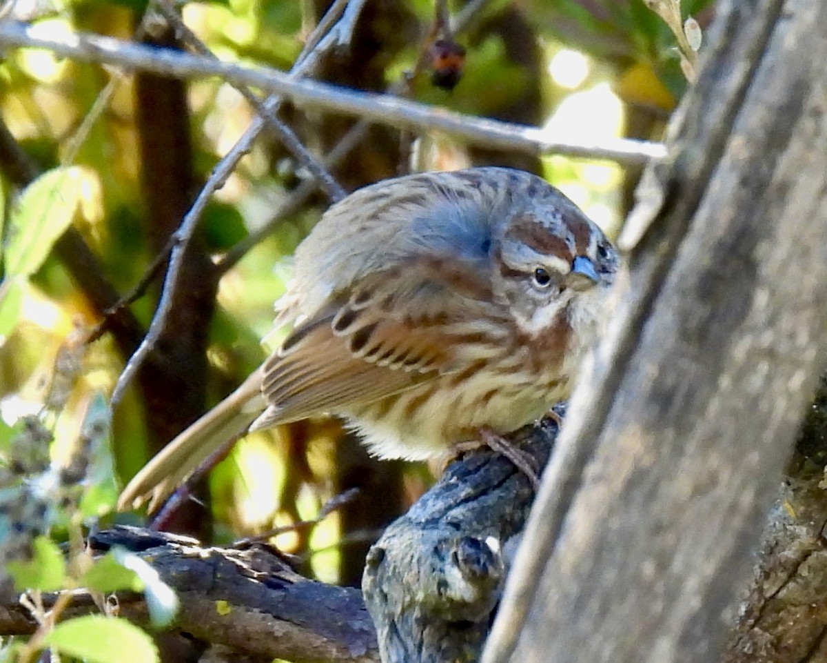 Song Sparrow - ML642071169