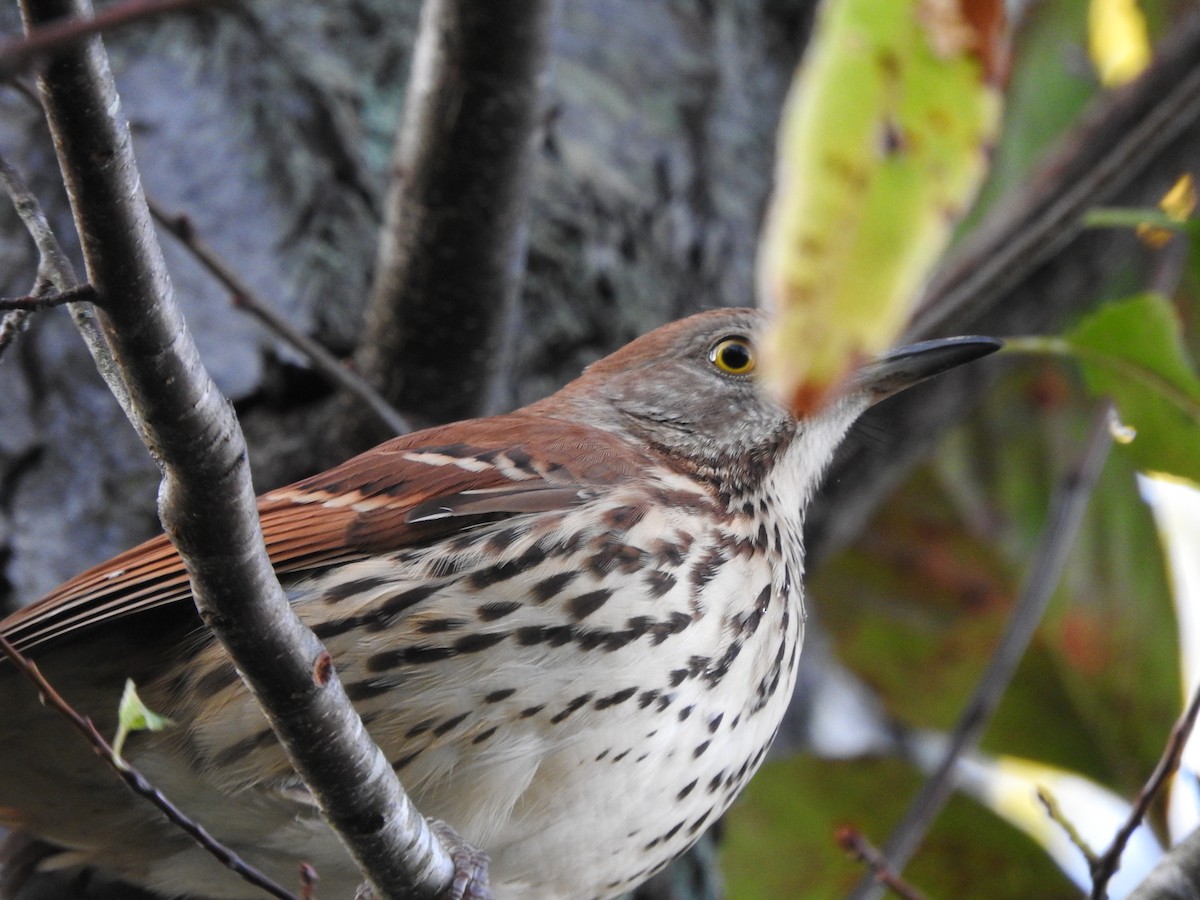 Brown Thrasher - ML642071171