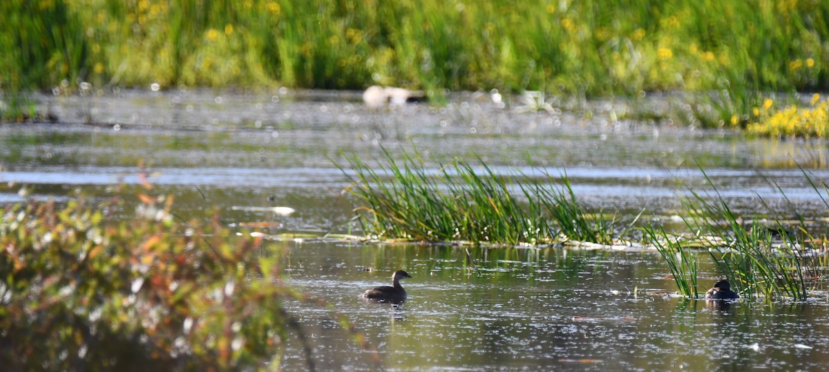 Pied-billed Grebe - ML642071176