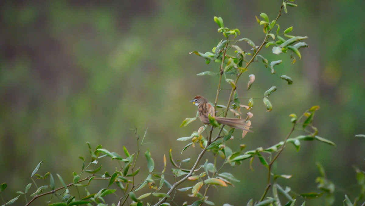 Chotoy Spinetail - ML642071178